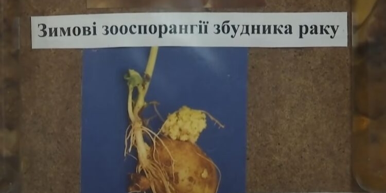 На Волыни выявили больную раком картошку (ВИДЕО)