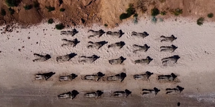 #30_Burpee_Challenge. Сила вільних людей: очаковские «морские котики» дали старт новому флешмобу (ВИДЕО)