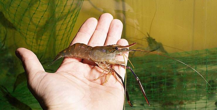 Херсонские ученые отрабатывают технологию по выращиванию тропических креветок в наших условиях. Пока успешно (ФОТО)