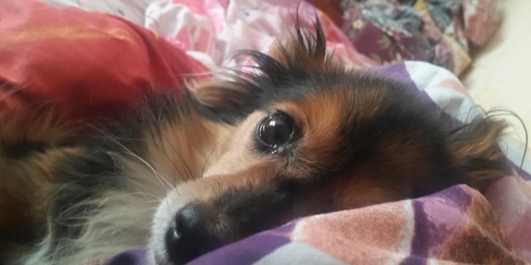 В Николаеве неизвестный застрелил домашнюю собаку – полиция устанавливает личность правонарушителя (ФОТО)