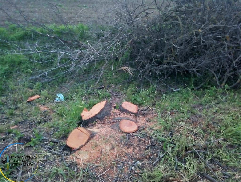 Житель Николаевской области незаконно срубил 153 дерева - ему сообщено о подозрении (ФОТО) 1