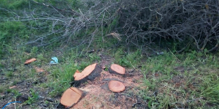 Житель Николаевской области незаконно срубил 153 дерева – ему сообщено о подозрении (ФОТО)