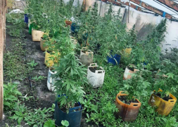 Полицейские Николаевщины обнаружили более 100 кустов конопли в Вознесенском районе (ФОТО)