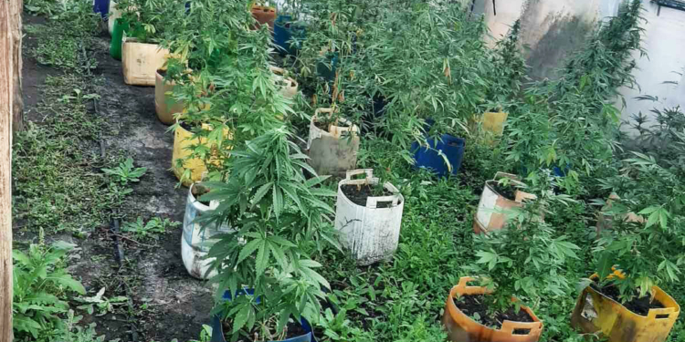 Полицейские Николаевщины обнаружили более 100 кустов конопли в Вознесенском районе (ФОТО)