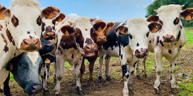 Ради климата: в Швеции коров будут кормить водорослями