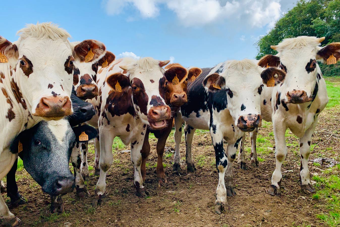 Ради климата: в Швеции коров будут кормить водорослями