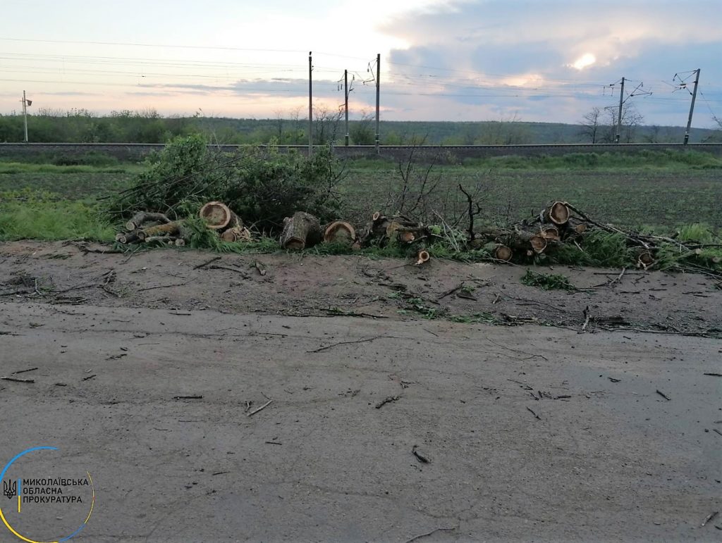 Житель Николаевской области незаконно срубил 153 дерева - ему сообщено о подозрении (ФОТО) 3