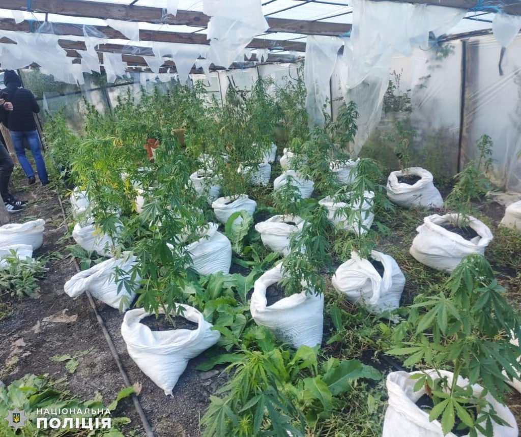 Полицейские Николаевщины обнаружили более 100 кустов конопли в Вознесенском районе (ФОТО) 3