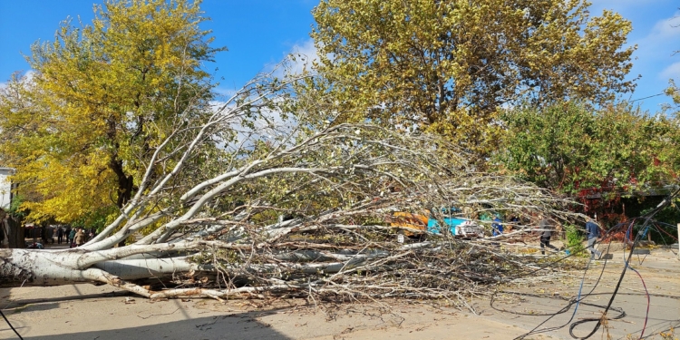 Движение трамваев №№6, 7 в районе Центрального рынка заблокировано – на пути рухнул тополь (ФОТО)
