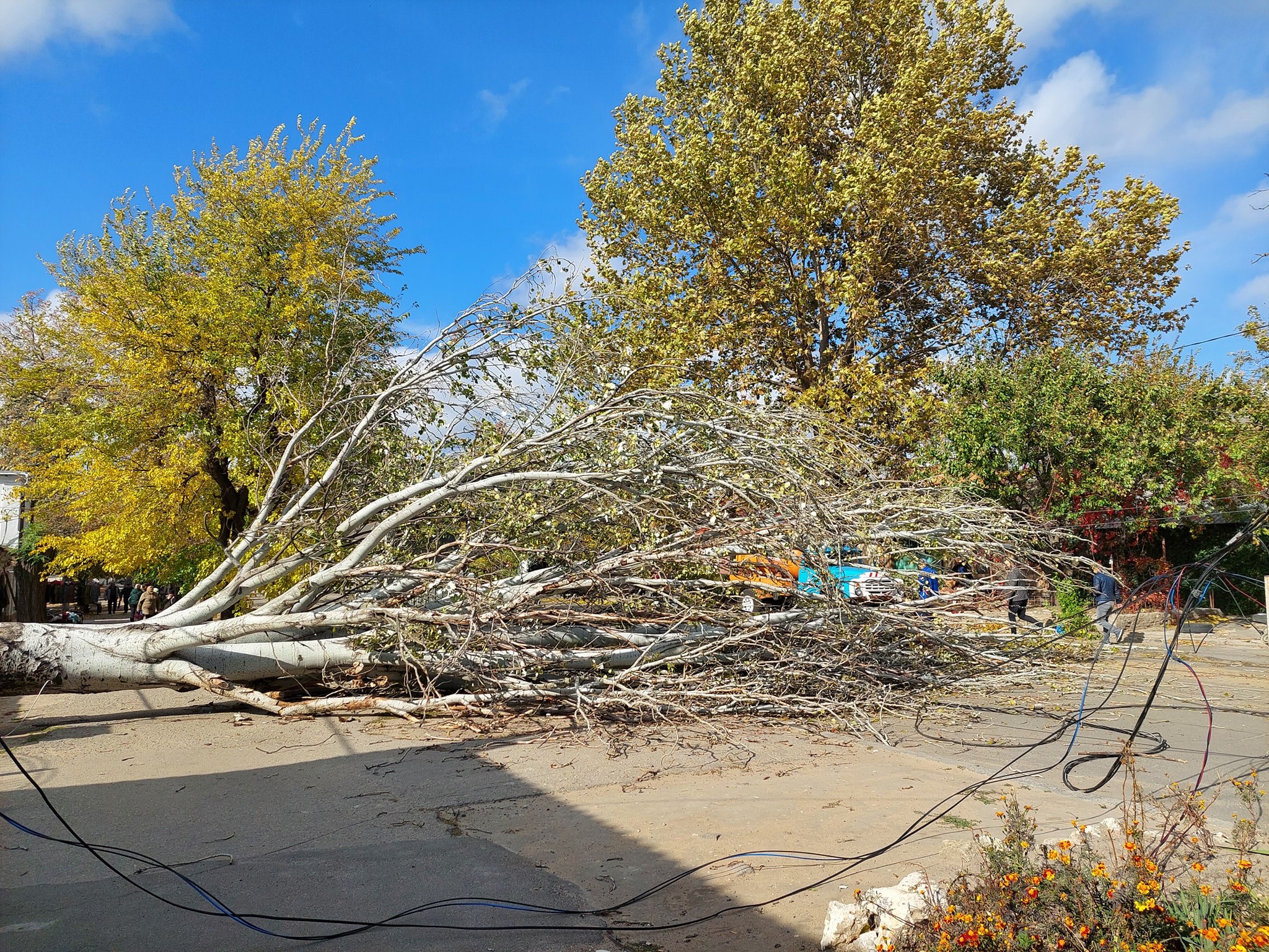 Движение трамваев №№6, 7 в районе Центрального рынка заблокировано – на пути рухнул тополь (ФОТО)