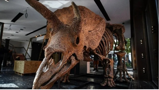 На аукционе в Париже за €6,6 млн продали самый крупный скелет трицератопса 1