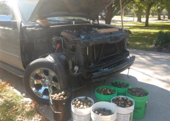 В США белка набила авто орехами – за несколько дней спрятала в нем 70 кг (ВИДЕО)