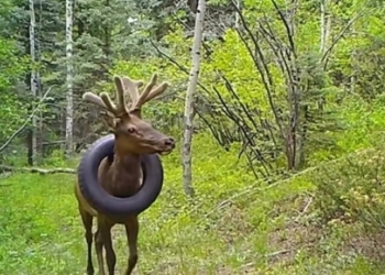 В США олень два года носил покрышку на шее (ВИДЕО)