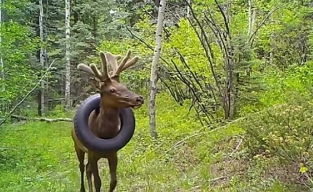 В США олень два года носил покрышку на шее (ВИДЕО)