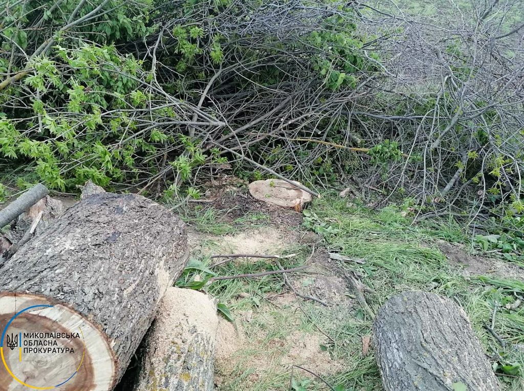 Житель Николаевской области незаконно срубил 153 дерева - ему сообщено о подозрении (ФОТО) 5
