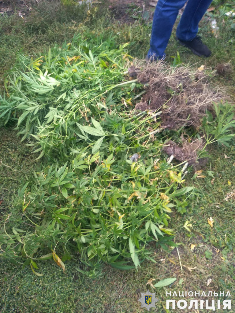 Полицейские Николаевщины обнаружили более 100 кустов конопли в Вознесенском районе (ФОТО) 5