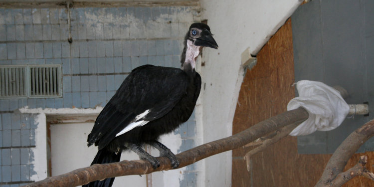 Николаевский зоопарк показал птенца рогатого ворона (ФОТО)