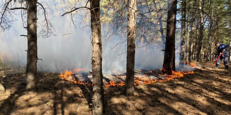 Под Николаевом тушат Балабановский лес (ФОТО)