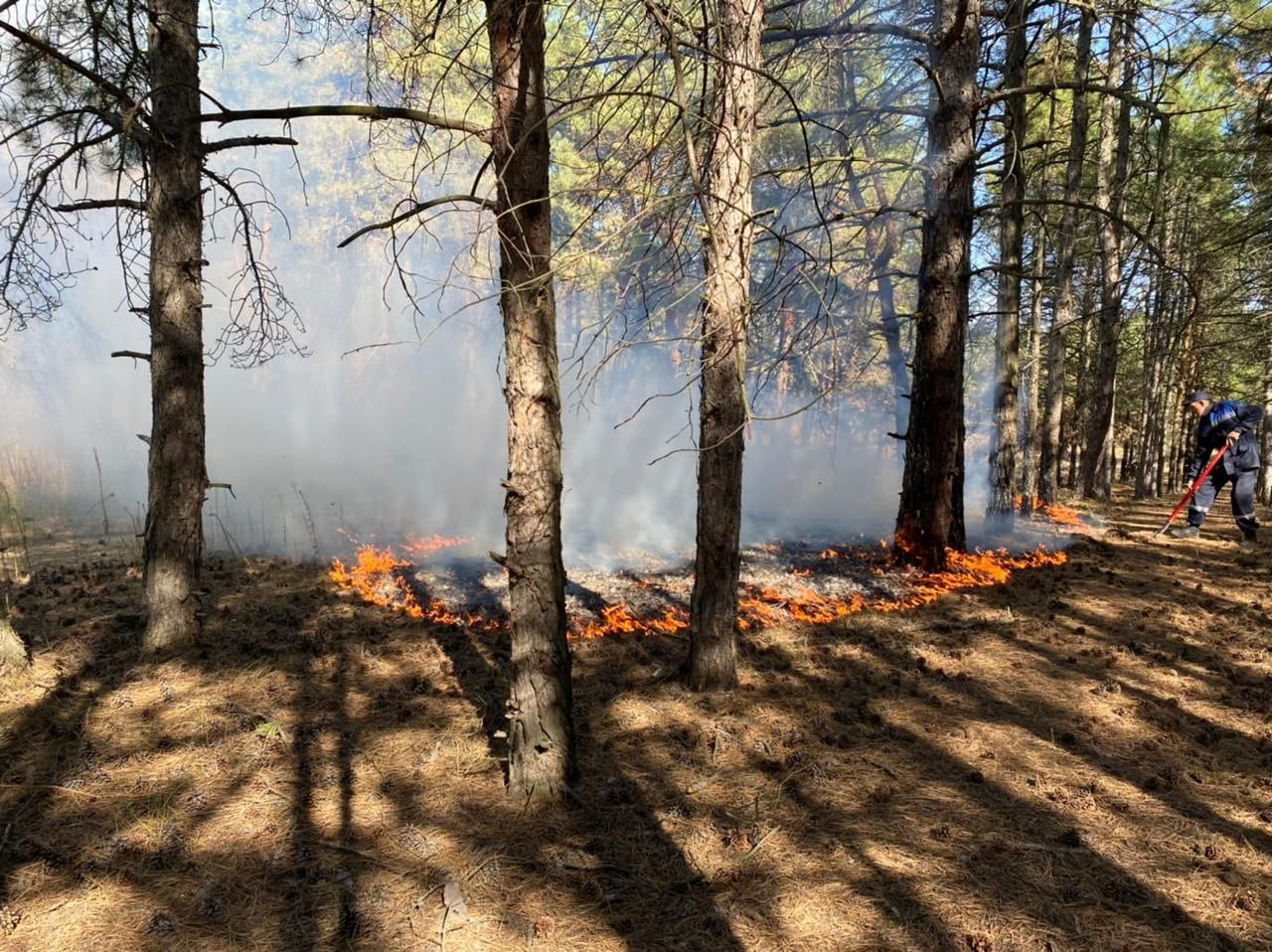 Под Николаевом тушат Балабановский лес (ФОТО)