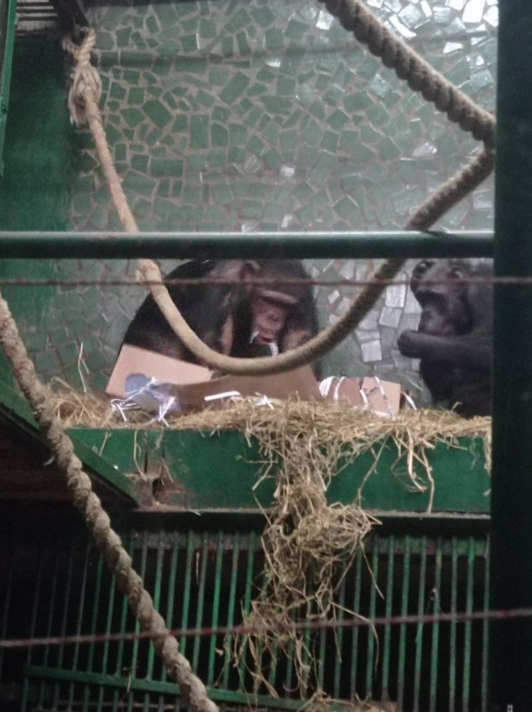 Картины и вкусные подарки: как в Николаевском зоопарке шимпанзе с днем рождения поздравляли (ФОТО) 9