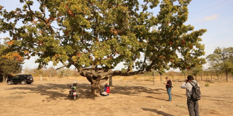 Определен возраст старейших дубов Николаева (ФОТО)