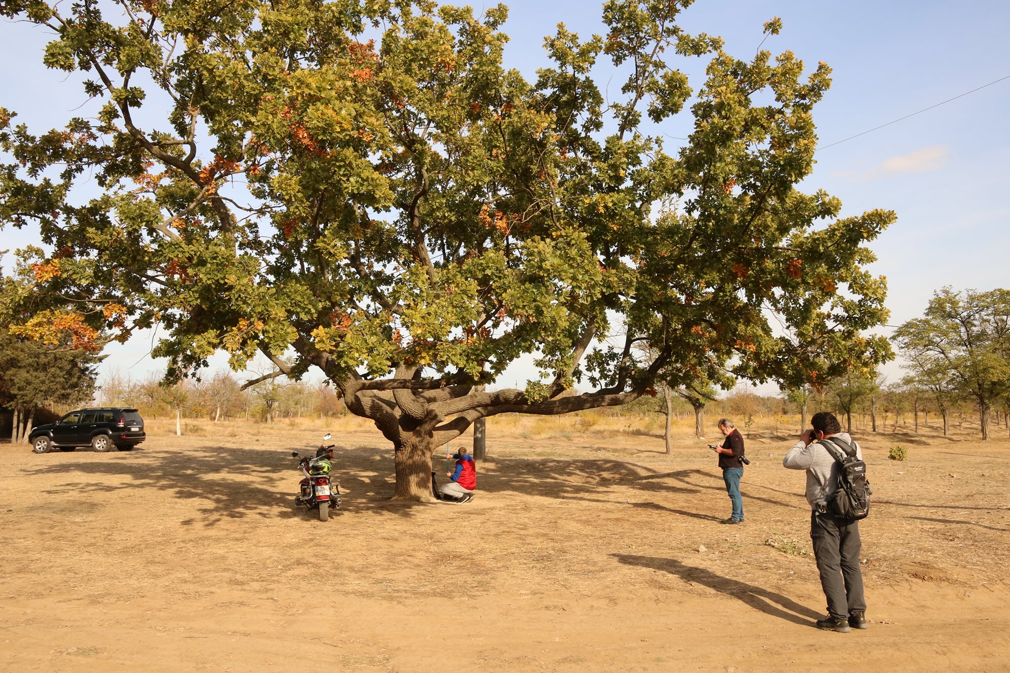 Определен возраст старейших дубов Николаева (ФОТО)