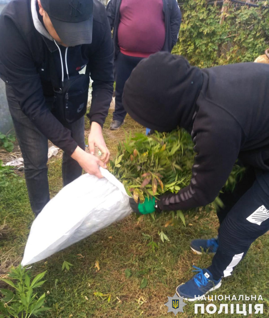 Полицейские Николаевщины обнаружили более 100 кустов конопли в Вознесенском районе (ФОТО) 9