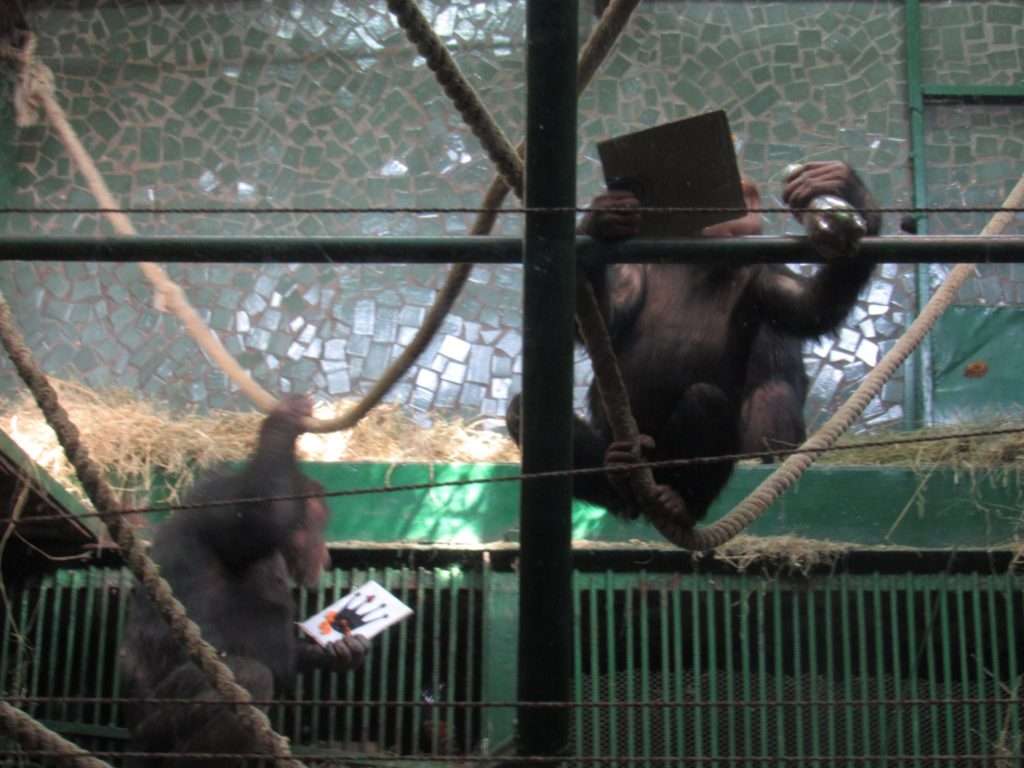 Картины и вкусные подарки: как в Николаевском зоопарке шимпанзе с днем рождения поздравляли (ФОТО) 11