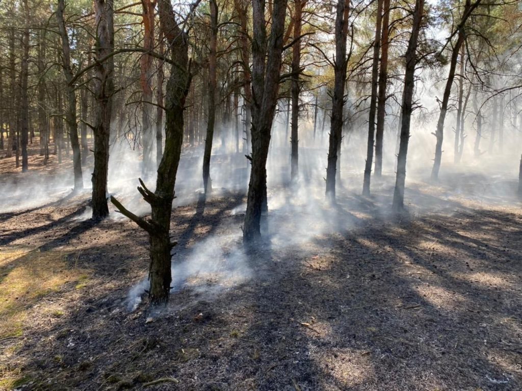 Под Николаевом тушат Балабановский лес (ФОТО) 12