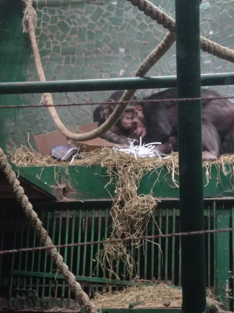 Картины и вкусные подарки: как в Николаевском зоопарке шимпанзе с днем рождения поздравляли (ФОТО) 13