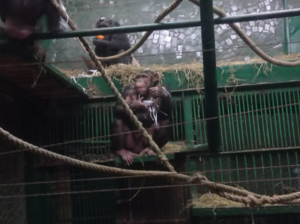 Картины и вкусные подарки: как в Николаевском зоопарке шимпанзе с днем рождения поздравляли (ФОТО) 15