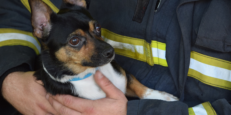 В Николаеве потушили загоревшуюся из-за короткого замыкания квартиру и спасли домашнего пса от гибели (ФОТО, ВИДЕО)