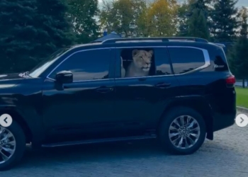 Не хлеба, так зрелищ. Депутат Харьковского горсовета возит с собой в машине льва (ВИДЕО)