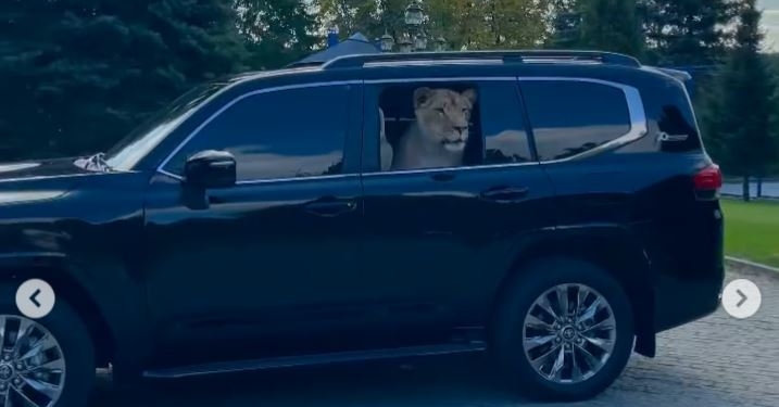 Не хлеба, так зрелищ. Депутат Харьковского горсовета возит с собой в машине льва (ВИДЕО)