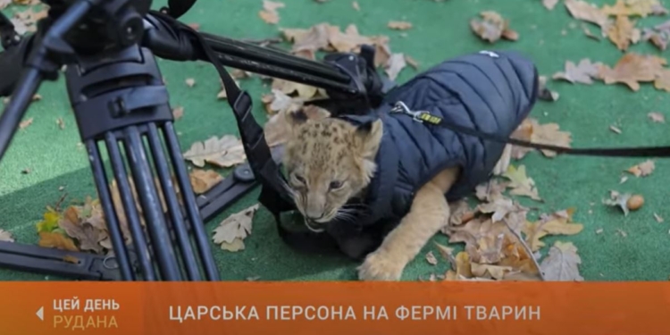 В Кривом Роге львенка поселили на конной ферме (ВИДЕО)