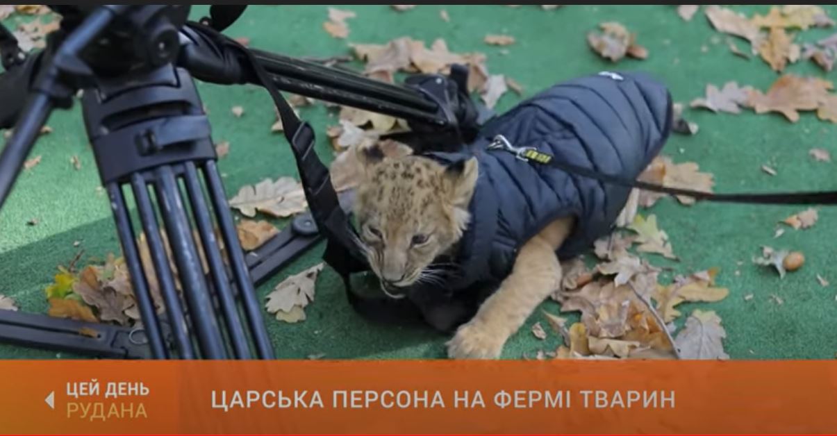 В Кривом Роге львенка поселили на конной ферме (ВИДЕО)