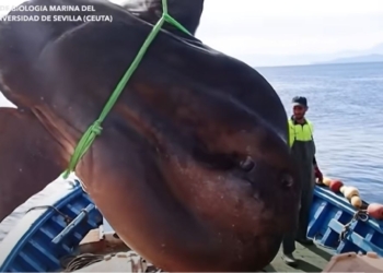 Двухтонную рыбу-луну поймали возле Африки. И отпустили (ВИДЕО)