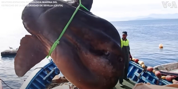 Двухтонную рыбу-луну поймали возле Африки. И отпустили (ВИДЕО)