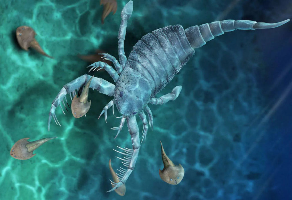 Царь скорпионов. Палеонтологи нашли в Китае останки гигантского чудовища, им 400 млн. лет 1