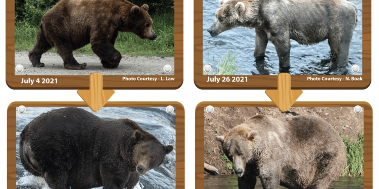 Распухли от лососины. На Аляске выбрали самого толстого медведя (ФОТО, ВИДЕО)