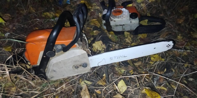 На Николаевщине задержали черных лесорубов – пилили дубы (ФОТО)