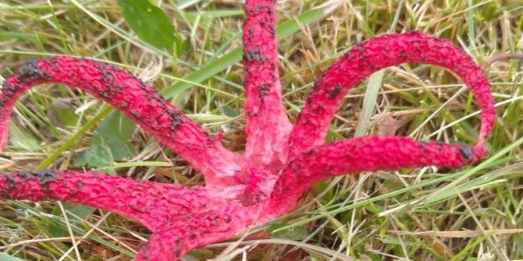 Пальцы дьявола. В Карпатах нашли редкий гриб (ФОТО)