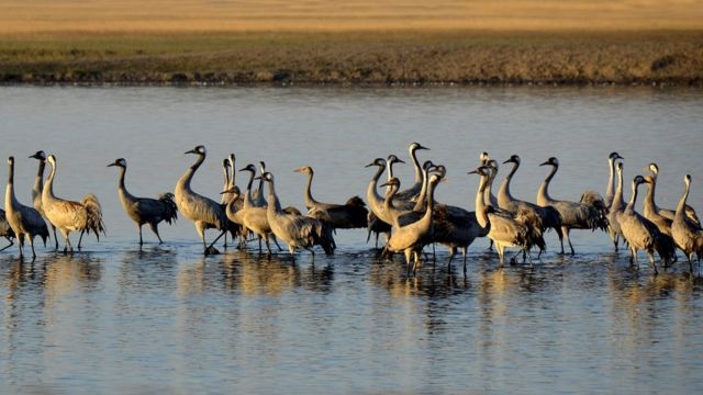 Вблизи заповедника “Аскания Нова” аграриям запретили использовать яды, от которых гибнут птицы