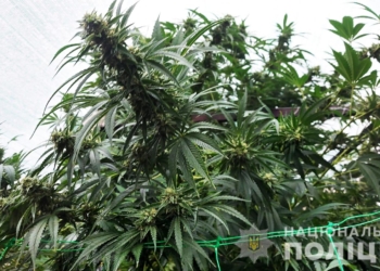 Элитную коноплю обнаружили на Николаевщине – вывозили мешками (ФОТО, ВИДЕО)