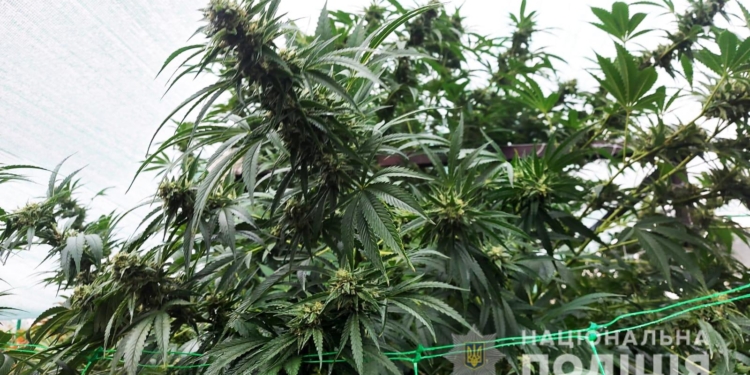 Элитную коноплю обнаружили на Николаевщине – вывозили мешками (ФОТО, ВИДЕО)