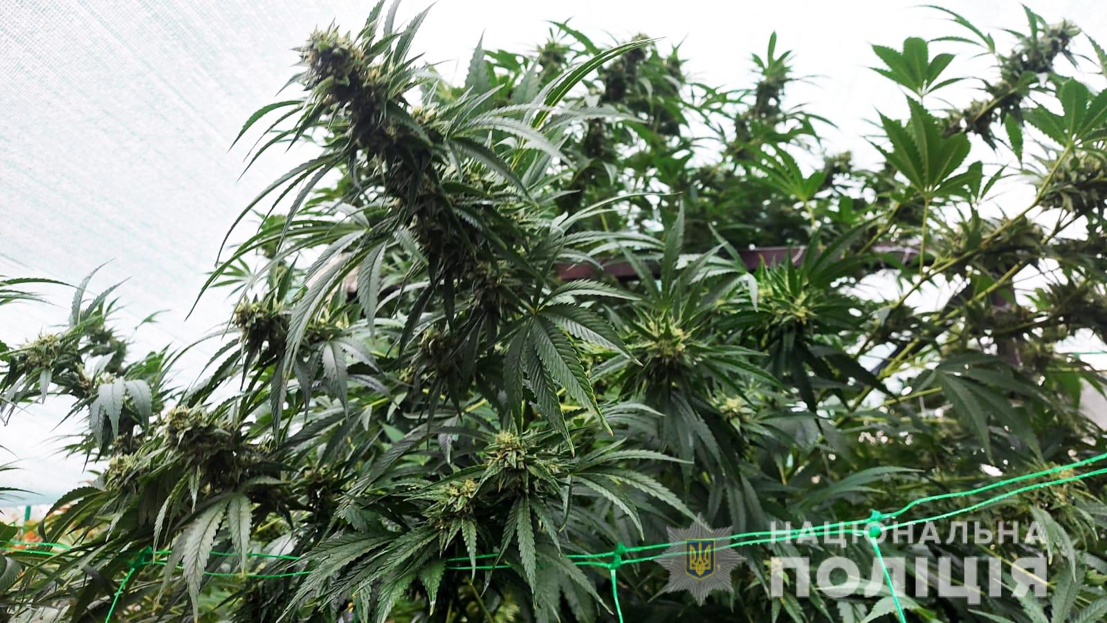 Элитную коноплю обнаружили на Николаевщине – вывозили мешками (ФОТО, ВИДЕО)
