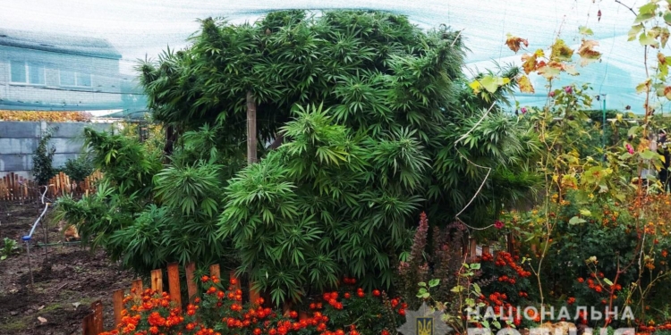 Элитную коноплю обнаружили на Николаевщине – вывозили мешками (ФОТО, ВИДЕО)