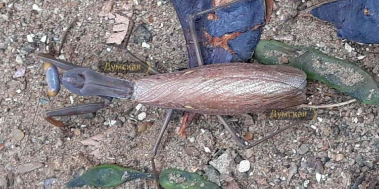 Должен быть и у нас. В Одессе обнаружили редкого древесного богомола (ФОТО)