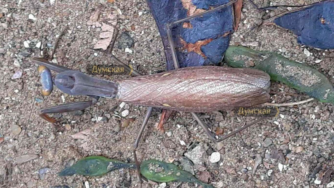 Должен быть и у нас. В Одессе обнаружили редкого древесного богомола (ФОТО)