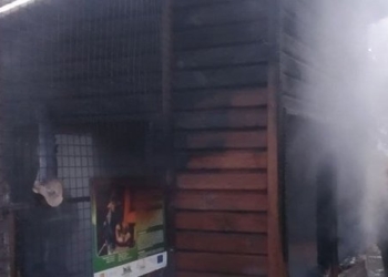 В зоопарке Луцка на пожаре сгорели три обезьяны